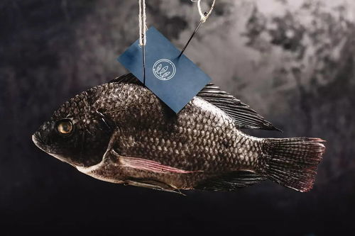 赋能蓝色经济 Procumar墨西哥水产养殖场品牌形象与动态视觉设计新篇章